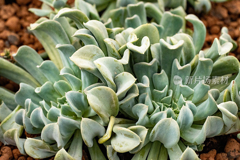 英国伦敦的Echeveria 'Topsy Turvy